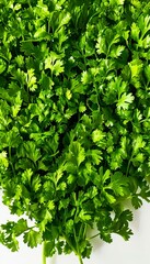 Wall Mural - A bunch of fresh green parsley on a white surface