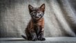 © Udomner - Small black domestic mongrel mestizo kitten on gray fabric background, cute, kitten, black, domestic, mongrel, mestizo, small
