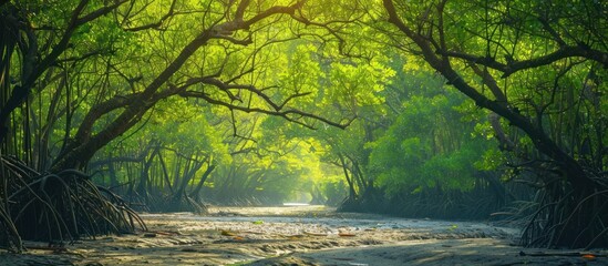 Canvas Print - Sunlight Through Mangrove Forest