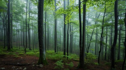  A tranquil forest shrouded in mist, with tall, slender trees and lush green foliage creating a serene and ethereal atmosphere.