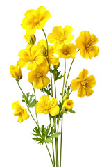 Wall Mural - Beautiful yellow flower isolated on transparent background.