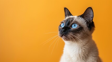 Wall Mural - A Siamese Cat with Blue Eyes Looking Upwards Against a Yellow Background