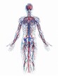 © Ladyana - 3D Illustration of Head to Spine Nerve System