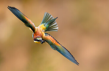 Wall Mural - European bee eater ( Merops apiaster )