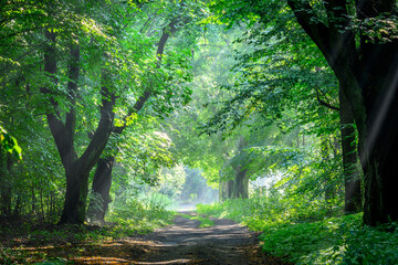 Canvas Print - Beautiful sunny morning in green forest