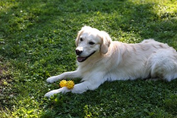 Wall Mural - Portrait of cute Golden Retriever dog with toy outdoors