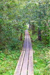 Wall Mural - Wooden boardwalk in a forest