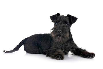 Wall Mural - miniature schnauzer in studio