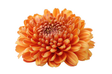 Poster - Close-up of a Vibrant Orange Chrysanthemum Flower Blooming Isolated on White Background