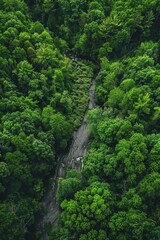 Wall Mural - River flowing through forest