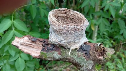 Wall Mural - A small malaysian pied fantail (Rhipidura javanica) empty bird's nest in the wilderness close up. photo taken in malaysia