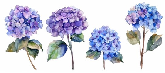 Wall Mural - Stock clipart of watercolor hand drawn hydrangea flowers. Nature illustration.