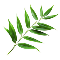 Wall Mural - Close-up of Green Bamboo Leaves on White Background Emphasizing Simple Nature Beauty