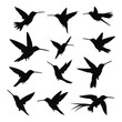 © Suhardi - Silhouettes of hummingbirds in flight.