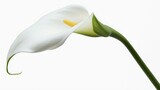 one single calla lily flower on white background
