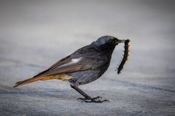 Wall Mural - Close-up a male Black redstart stands on the grey asphalt and holds a black caterpillar in its beak perpendicular to the camera lens. 