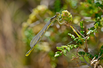 Poster - Gabel-Azurjungfer - junges Weibchen // Dainty damselfly - young female (Coenagrion scitulum) - Milos, Griechenland