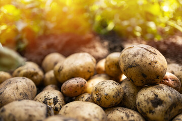 Wall Mural - The concept of growing food. Fresh organic new potatoes in a farmer's field. A rich harvest of tubers on the ground