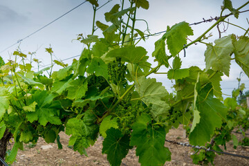 Wall Mural - Young vineyard