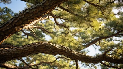 Sticker - branches pine tree close up