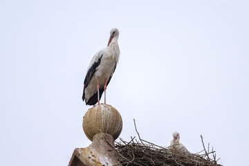 Poster - A White Stork standing on a roof