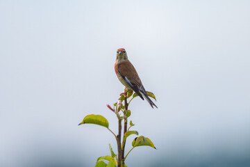 Wall Mural - A male Common Linnet sitting on a small twig