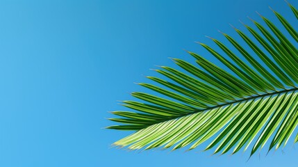 Sticker - green palm tree leaf