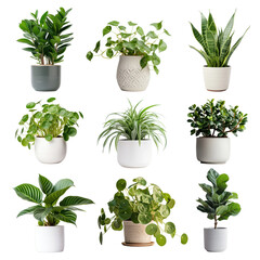 Canvas Print - PNG potted houseplant element set, transparent background