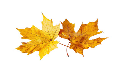 Wall Mural - Autumn leaves on transparent background