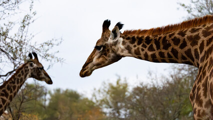 Wall Mural - a giraffe cow and calf