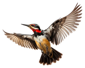 Poster - PNG Woodpecker woodpecker animal flying.