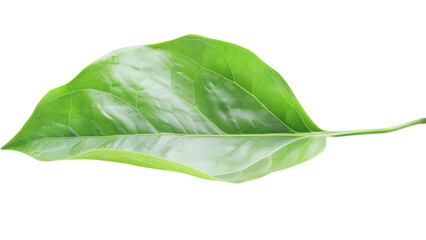 A leaf is shown on a white background. The leaf is green and has a shiny surface. Concept of freshness and vitality, as the leaf represents nature and growth