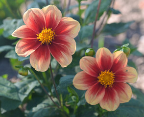 Wall Mural - Beautiful close-up of a single-flowered dahlia