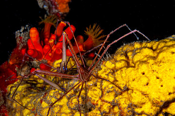 Wall Mural - Stenorhynchus seticornis, yellowline arrow crab