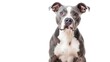 © Yuliia - blue and white Pit Bull sitting on a white background