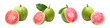 © оLeo Studio - Pink guava fruits isolated on transparent white background whole and half cut. PNG elements set. Guava fruit