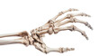 © Michael - Human hand skeleton on transparent background