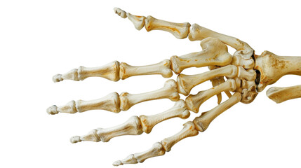 Wall Mural - Human hand skeleton on transparent background