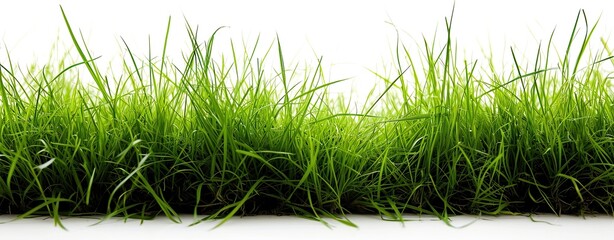 Poster - grass border isolated on white background.