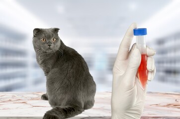 Wall Mural - Professional veterinarian take blood test from cat