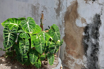 Large green leaf and  white midrib of Alocasia Micholitziana Frydek.  Alocasia Green Velvet planted in a large pot next to an old concrete wall. Green leaves with pointed tips shaped like a heart
