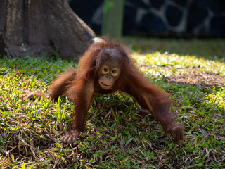 Borneo orangutans 