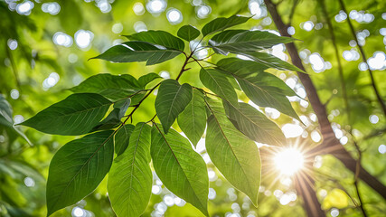 Wall Mural - Beautiful nature wallpaper. Sun rays shines through forest trees, nature of green leaf in garden at summer, sunlight spring summer concept nature background. Inspirational spring summer. AI generated