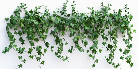 Climbing Plant. Ivy Creeper on White Background 3D Wall Illustration