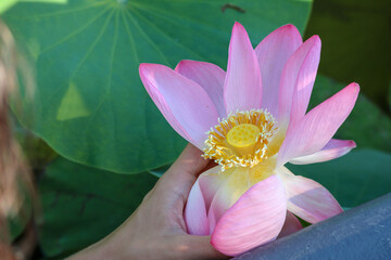 Wall Mural - beautiful pink lotus flower close up view