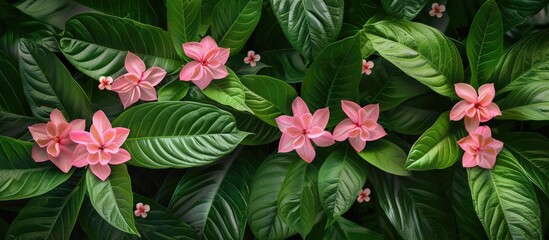 Aufkleber - Pentas lanceolata flowers in delicate pink hues are in full bloom surrounded by lush green leaves creating an elegant display in a copy space image