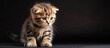 © meristock - Scottish Fold kitten with fluffy fur similar to a munchkin cat shown in a photo with copy space image