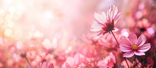 Aufkleber - Stunning pink cosmos flowers against a lovely backdrop with copy space image