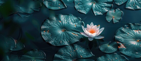 Aufkleber - Lotus flower Nymphaea is a stunning plant found in muddy water also used medicinally creating an exquisite plant and flower background with copy space image