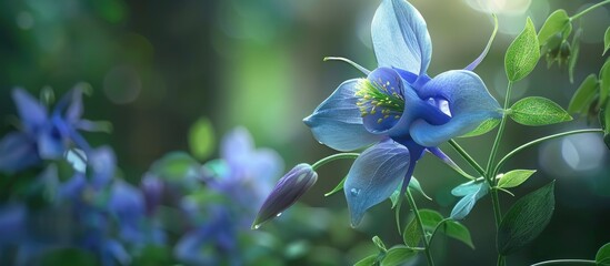Aufkleber - Blue Columbine wildflower captured in a garden setting available as a copy space image